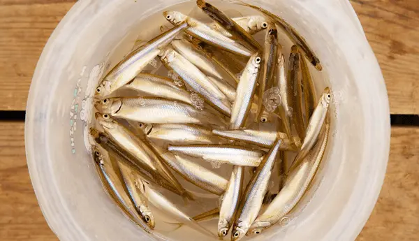 Frozen Lake Hibara is a mecca for smelt fishing