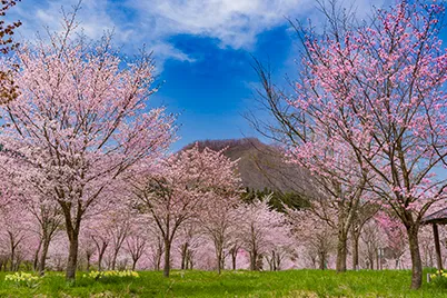 Sakura Pass