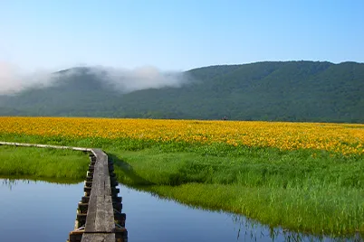 Day lilies at Oguni-numa