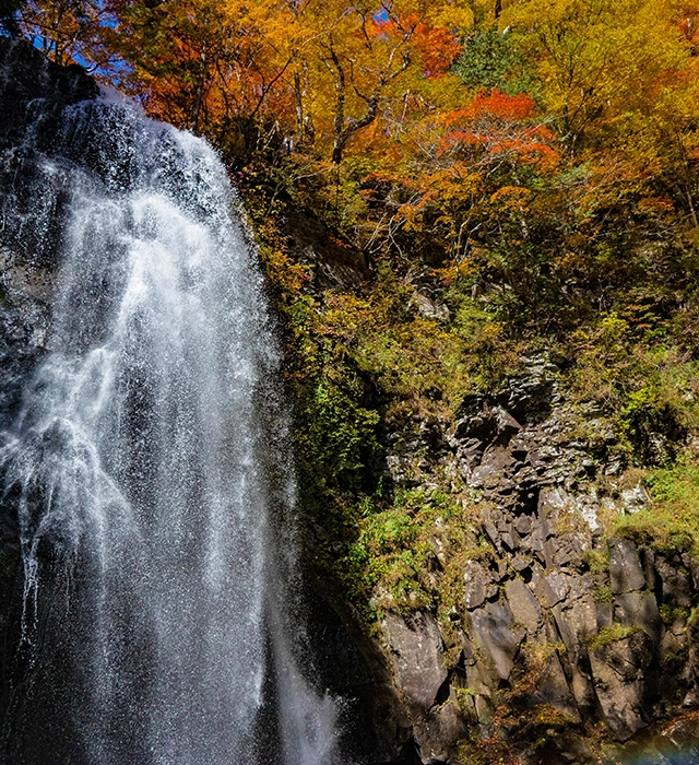 Enjoy the autumn foliage around Urabandai: Driving, marshes, shrines, waterfalls, and illuminations.