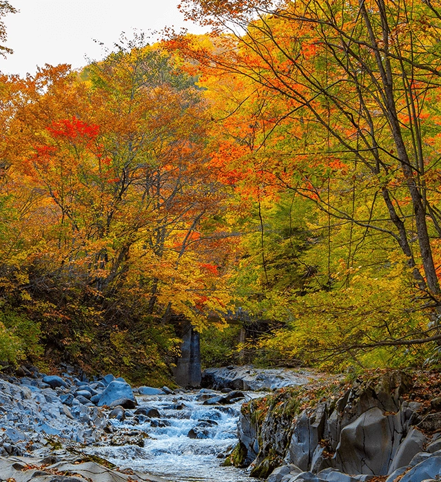 Admire the Beautiful Autumn Foliage at Urabandai Lake Resort. To Savor the Breathtaking Landscape Painted in Autumn Colors—Come to Urabandai.