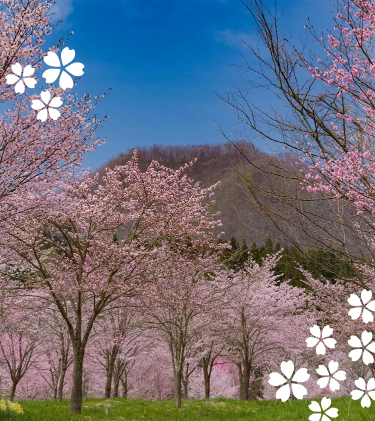 A trip around famous cherry blossom spots