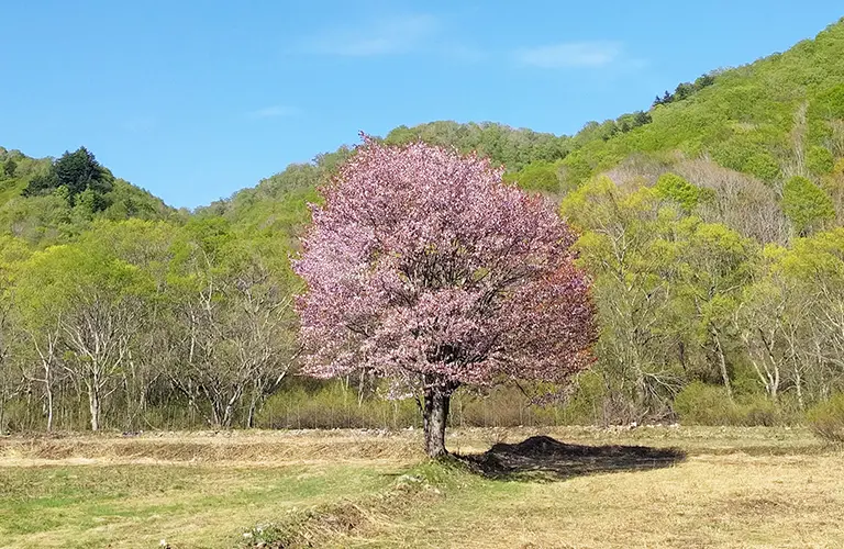 The single cherry tree of Hinohara