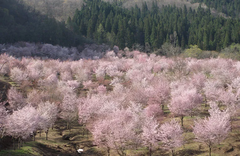 Sakura Pass