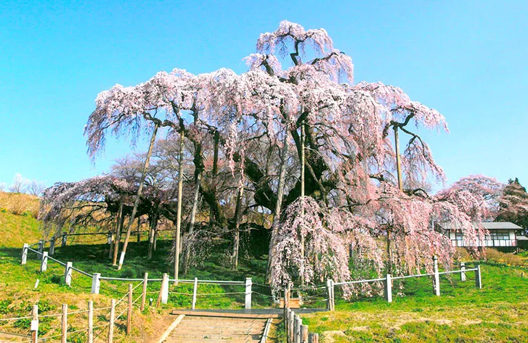 Miharu Takizakura (Miharu Waterfall Cherry Tree)