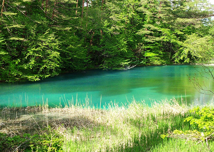 Summer activity example: Goshikinuma Picnic. Take a stroll around Goshikinuma with a picnic-like feeling.