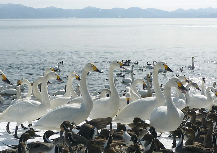 Winter activity example: A journey to encounter swans and history. A high-quality winter trip for adults.
