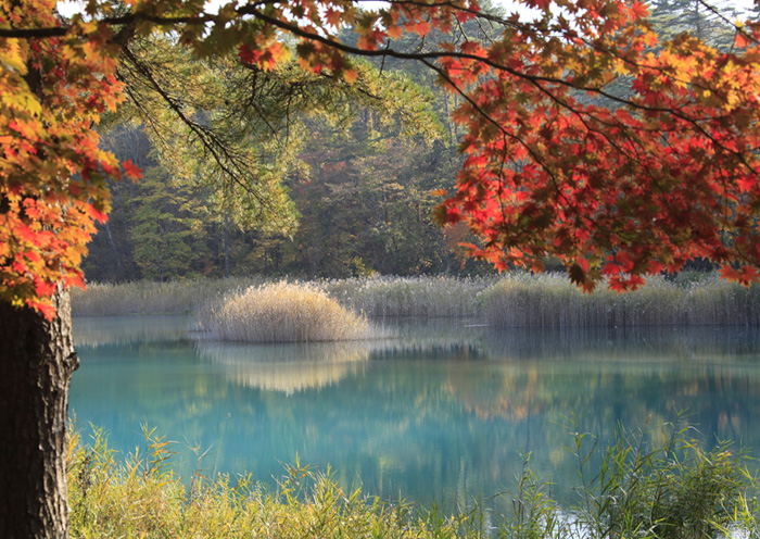 Goshikinuma/ Urabandai area. Goshikinuma displays a truly diverse range of shades of blue.