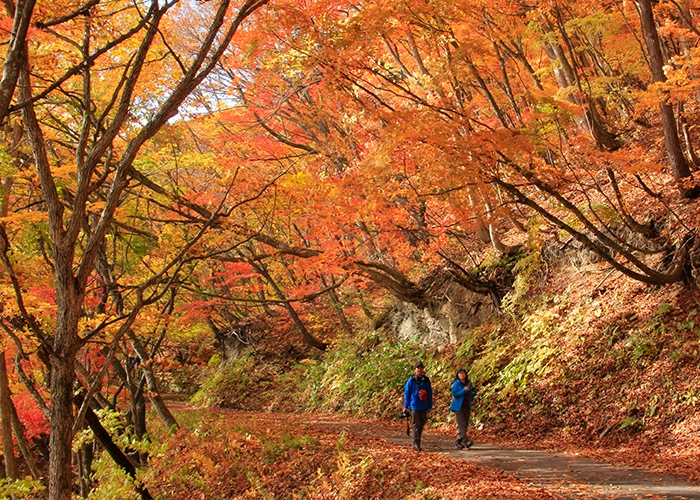Autumn foliage walk along Nakatsugawa Valley promenade
