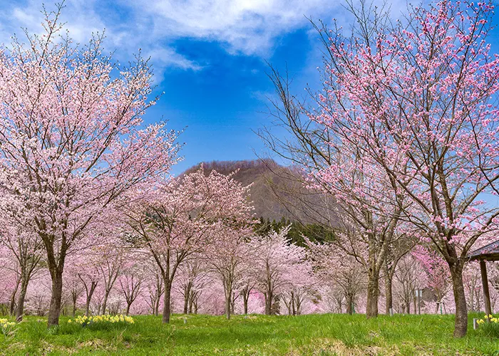 Spring Sakura Pass