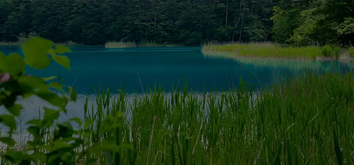 Urabandai is adorned with fresh greenery.