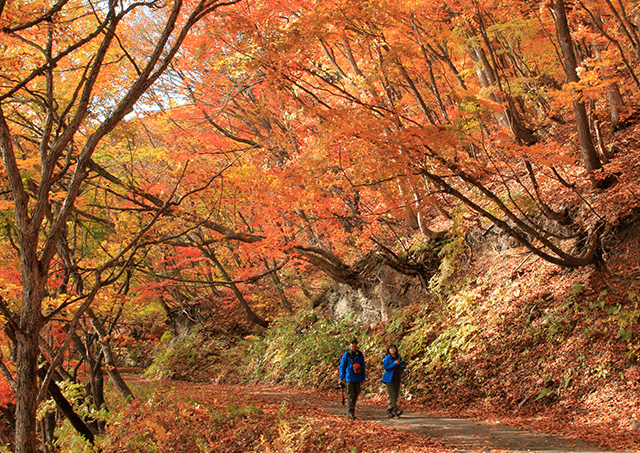 <Autumn> Autumn drive and plateau walk