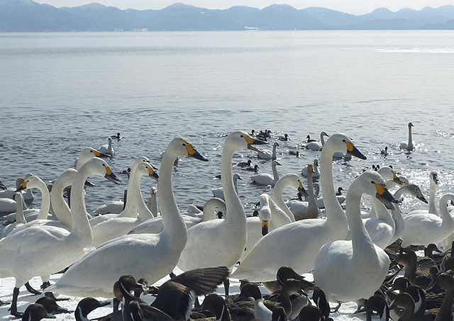 <Winter> A journey to encounter swans and history