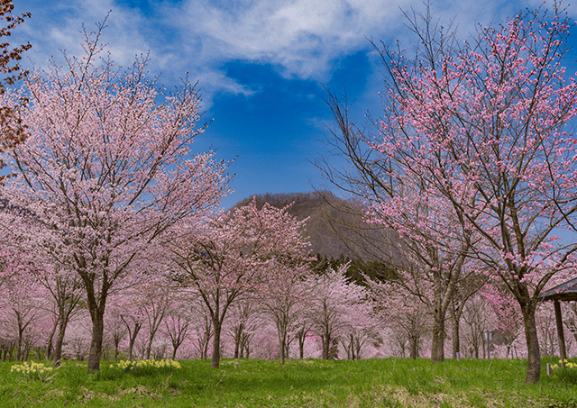 Sakura Pass