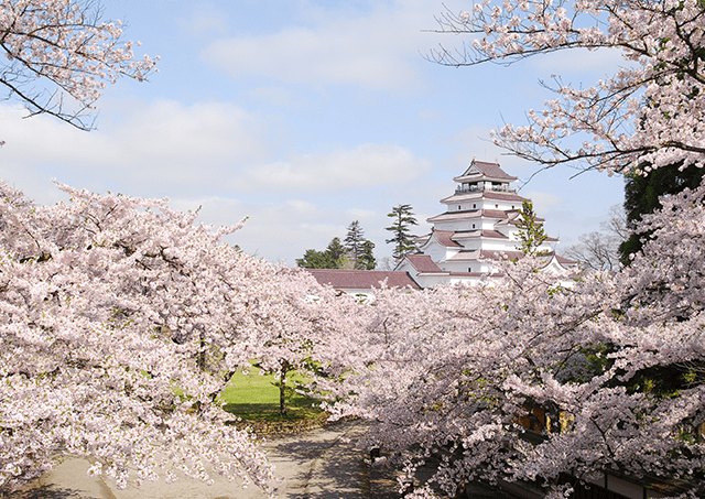 Tsurugajo Castle in Spring