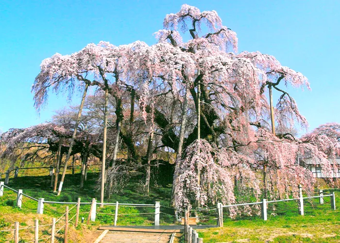 Miharu Takizakura